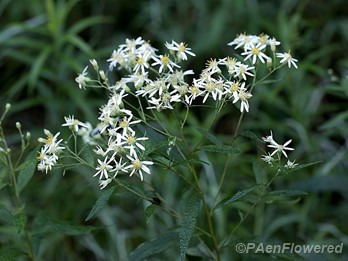 Flat-topped white aster